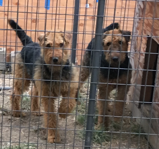 Pig hunting outlet dog cages