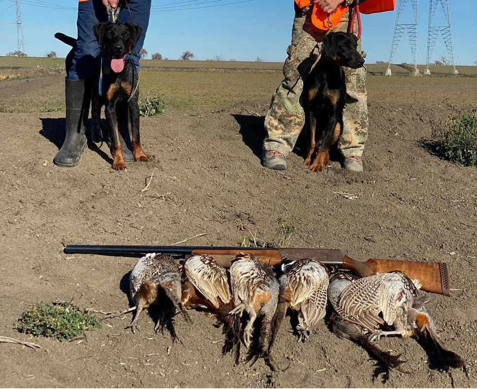 Jagdterrier hog cheap hunting