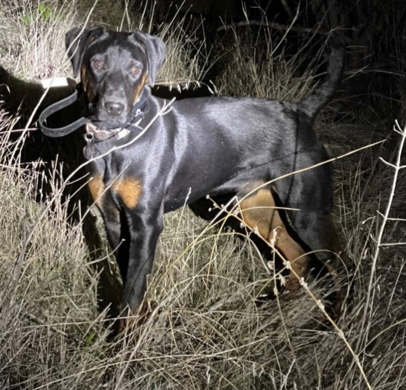 Rottweiler hog hunting top